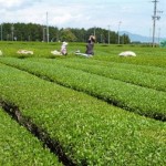 japan tea festival 01