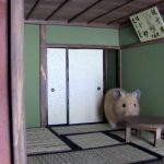 ninja hamster house 02 – ninja-room