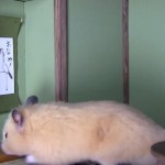 ninja hamster house 03 – ninja-wall