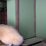 ninja hamster house 04 – ninja-wall-2