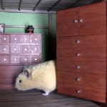 ninja hamster house 05 – ninja-wall-3