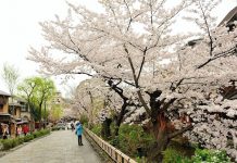 Shirakawa, Lokasi Cherry Mekar Paling Menarik Di Jepang