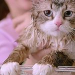 3-Film-Tentang-Kucing-Yang-Menarik-Untuk-Ditonton-5