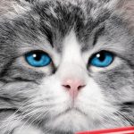 film kucing nine lives