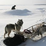 Artikel 600_8 Film Tentang Hewan6