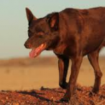 8 Film Tentang Anjing Terbaik3