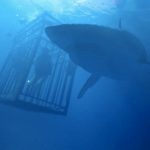 8 Rekomendasi Film Bulan Agustus 20196